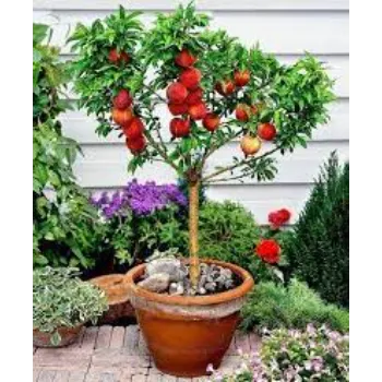 Red Apple Plants
